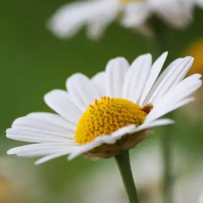 ビサボロール